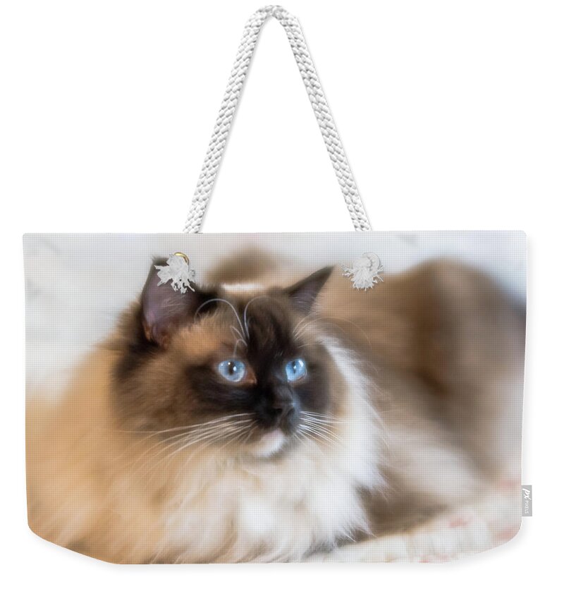 Ragdoll Weekender Tote Bag featuring the photograph What Does She See by Jennifer Grossnickle