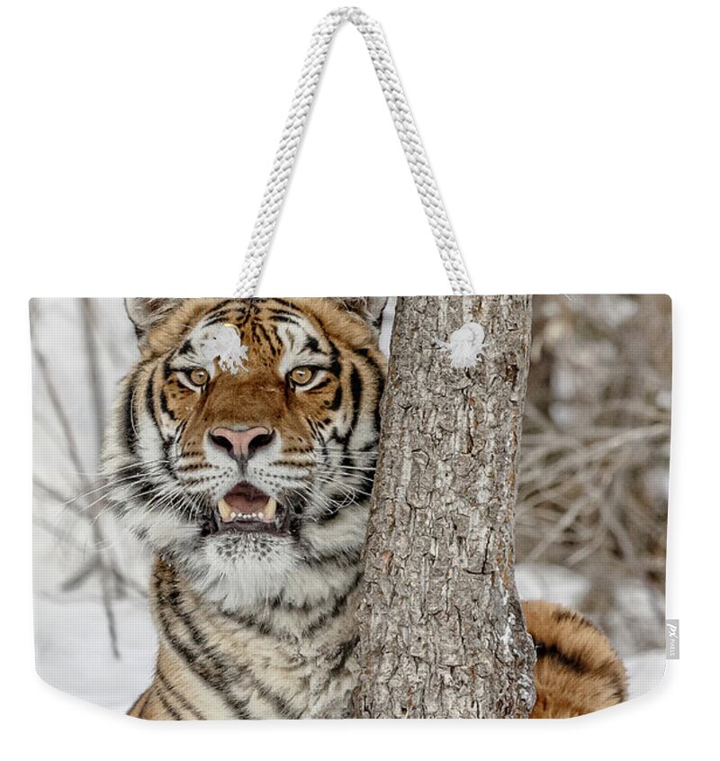 When Tigers Hide Weekender Tote Bag featuring the photograph When Tigers Hide by Wes and Dotty Weber