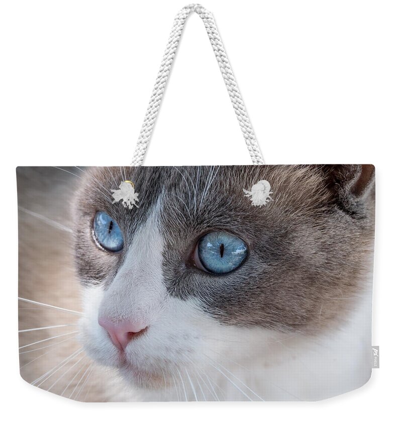 Cat Weekender Tote Bag featuring the photograph Whiskers by Derek Dean