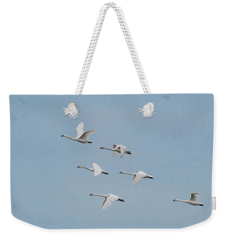 Nature Weekender Tote Bag featuring the photograph Whistling Swan in Flight by Donald Brown