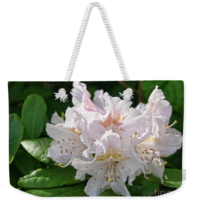 Rhododendron Weekender Tote Bag featuring the photograph White and pink rhododendron by Brenda Kean