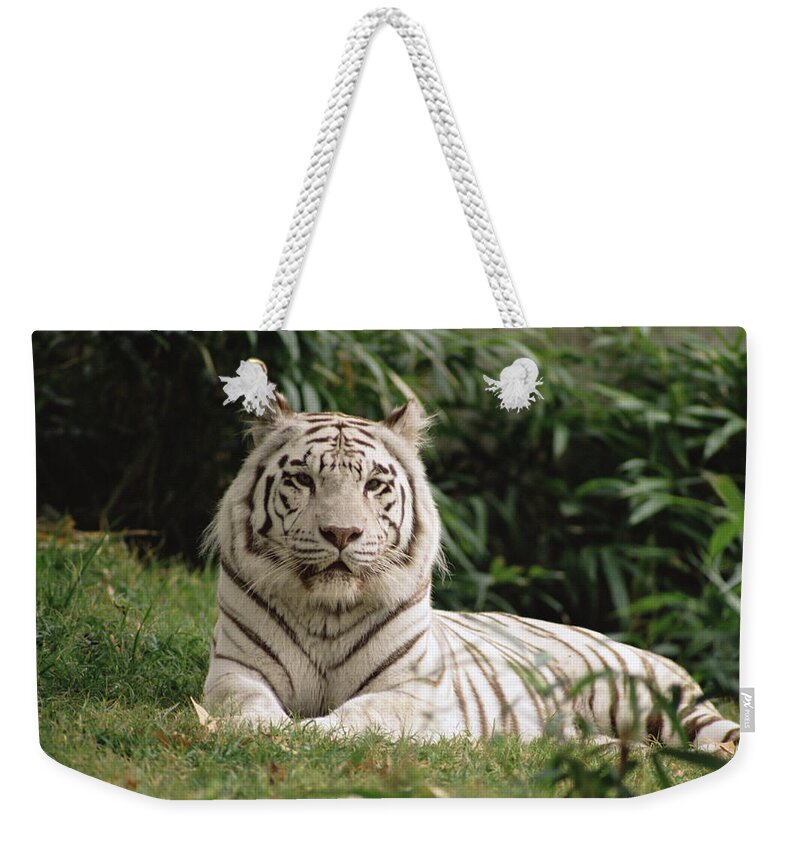 Mp Weekender Tote Bag featuring the photograph White Bengal Tiger Panthera Tigris by Gerry Ellis
