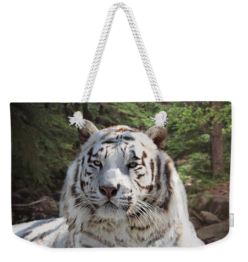 White Weekender Tote Bag featuring the photograph White Bengal Tiger Two by Michele A Loftus