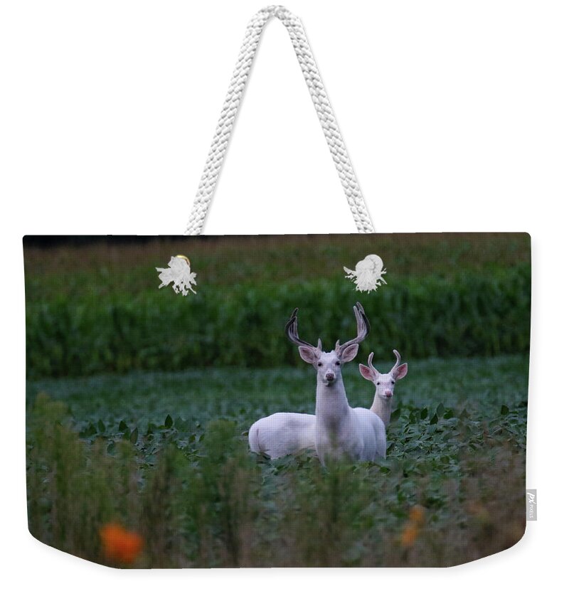 White Weekender Tote Bag featuring the photograph White Bucks by Brook Burling