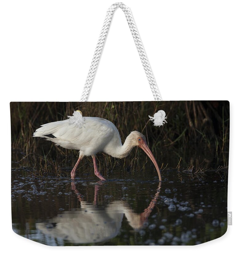 American Weekender Tote Bag featuring the photograph White Ibis feeding in morning light by David Watkins