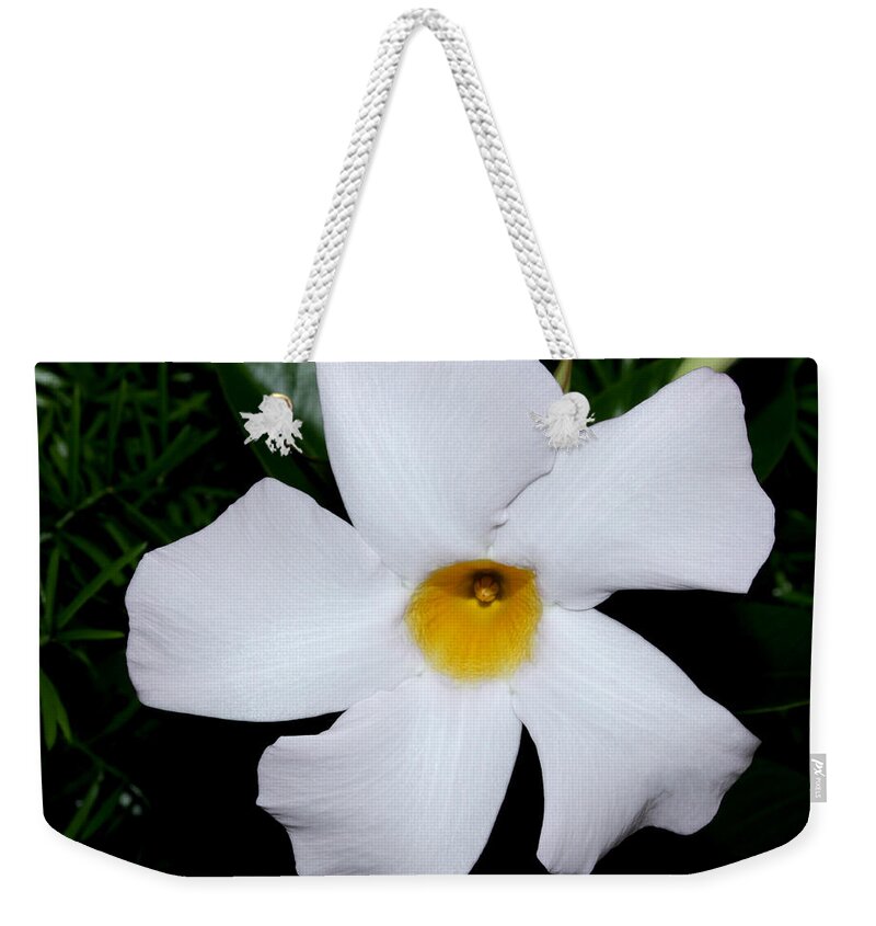 Nature Weekender Tote Bag featuring the photograph White Mandevilla by Robert Morin