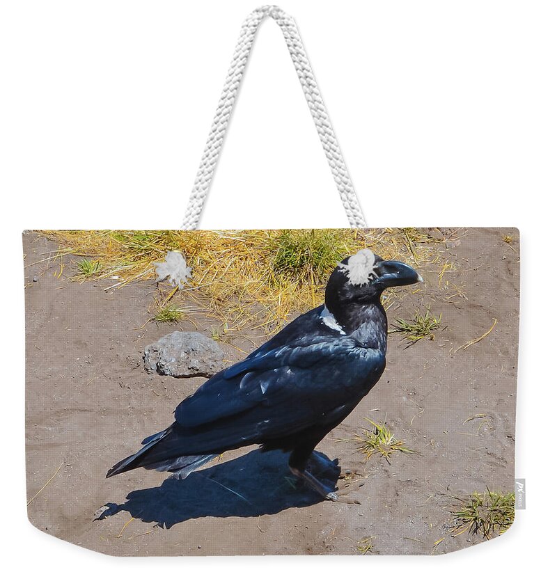Africa Weekender Tote Bag featuring the photograph White-Necked Raven of Kilimanjaro by Jeff at JSJ Photography
