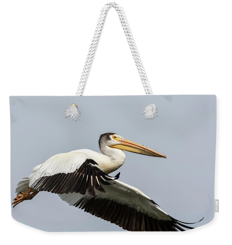 American White Pelican Weekender Tote Bag featuring the photograph White Pelican 2016-4 by Thomas Young
