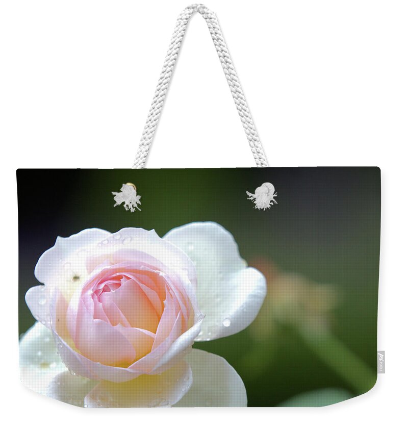 Rose Weekender Tote Bag featuring the photograph White rose by Agnes Caruso