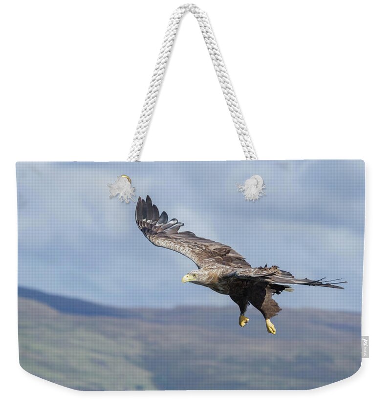 White-tailed Eagle Weekender Tote Bag featuring the photograph White-Tailed Eagle On Mull by Pete Walkden