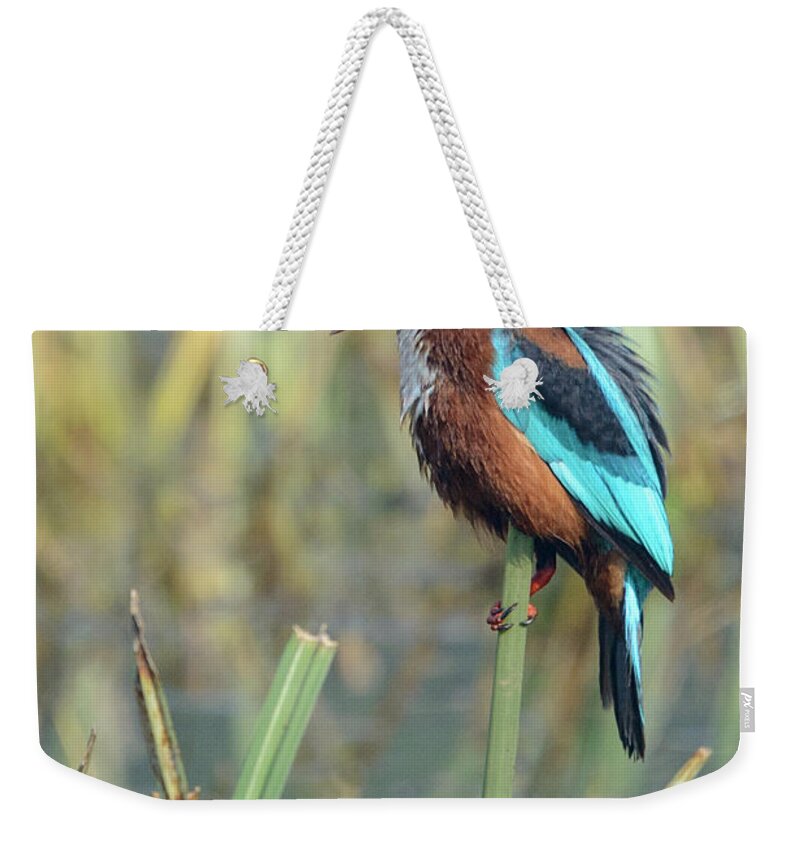 Bird Weekender Tote Bag featuring the photograph White-throated Kingfisher 13 by Werner Padarin