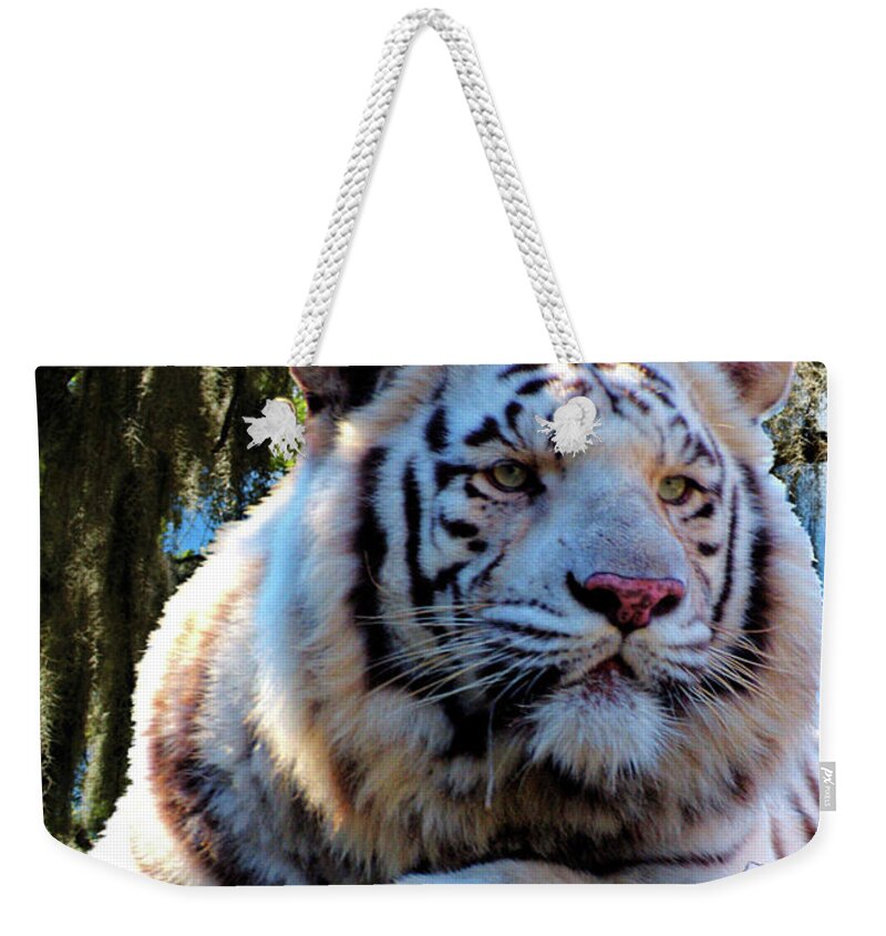 Photo Weekender Tote Bag featuring the photograph White Tiger by Ken Frischkorn