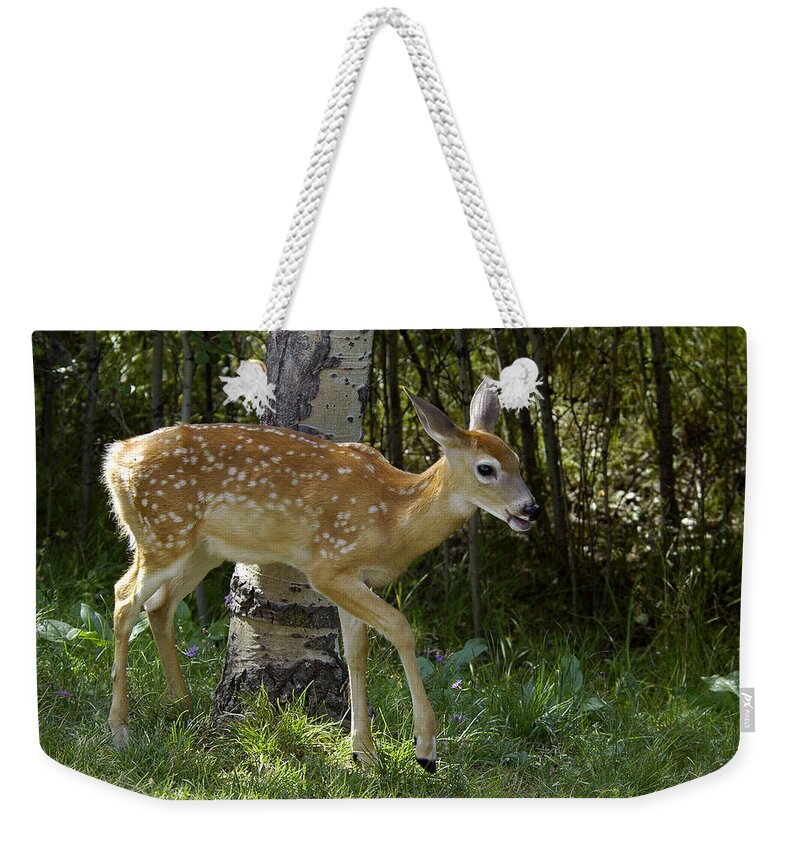 Fawn Weekender Tote Bag featuring the photograph Whitetail Fawn by Gary Beeler