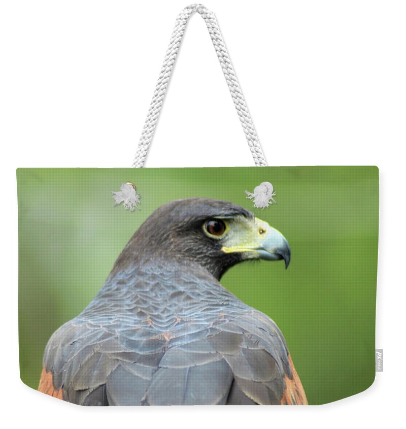 Harris's Hawk Weekender Tote Bag featuring the digital art Who Goes there by Kathy Kelly