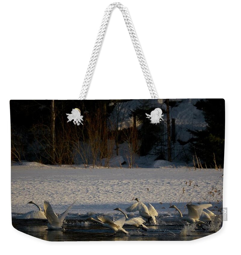 Lehtokukka Weekender Tote Bag featuring the photograph Whooper swan nr 13 by Jouko Lehto
