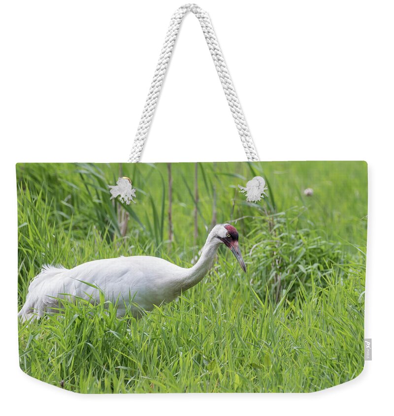 Whooping Crane (grus Americana) Weekender Tote Bag featuring the photograph Whooping Crane 2017-1 by Thomas Young