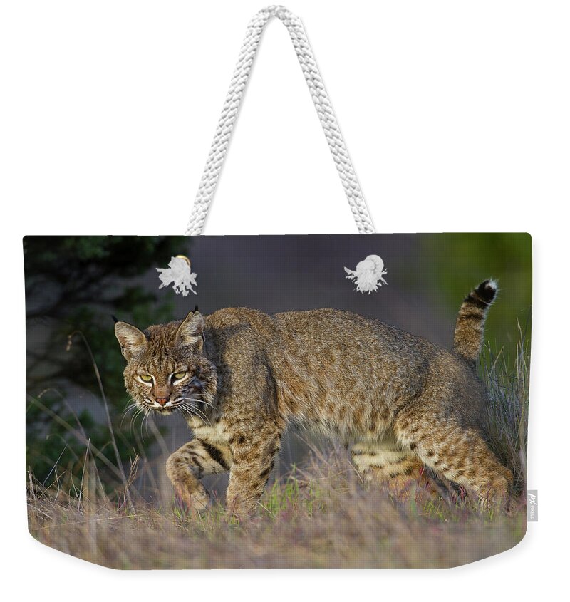 Bobcat Weekender Tote Bag featuring the photograph Wild Bobcat by Mark Miller