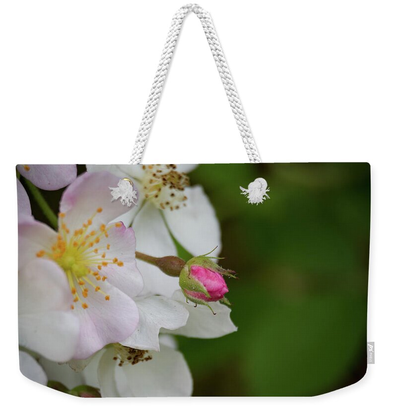 Flowers Weekender Tote Bag featuring the photograph Wild Briar Flowers by Henri Irizarri