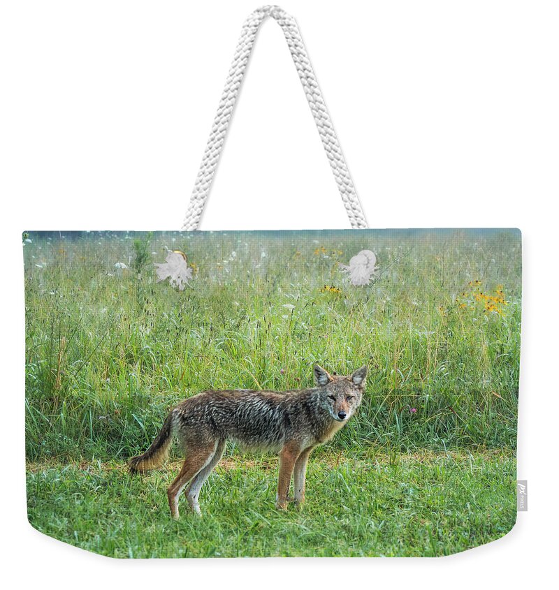 Wiley Weekender Tote Bag featuring the photograph Wiley by Jessica Brawley