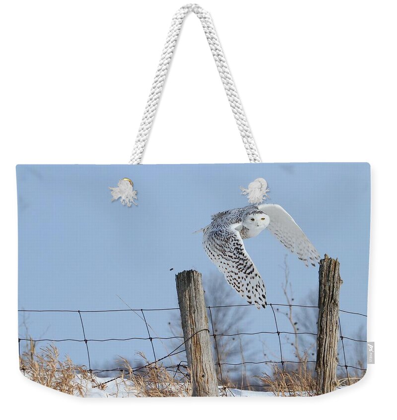 Snowy Owls Weekender Tote Bag featuring the photograph Windswept glory by Heather King