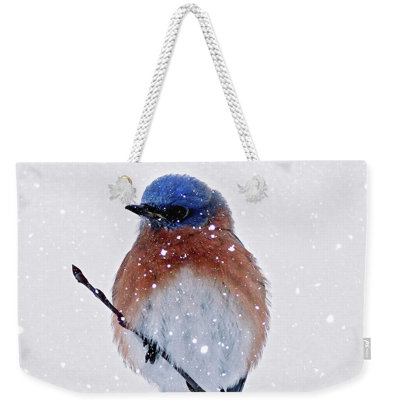 Bluebird Weekender Tote Bag featuring the photograph Winter Bluebird by Jackson Pearson