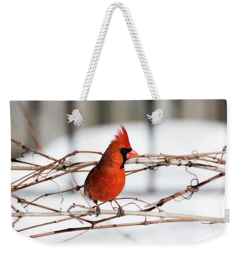 Cardinal Weekender Tote Bag featuring the photograph Winter Cardinal 12 by David Stasiak