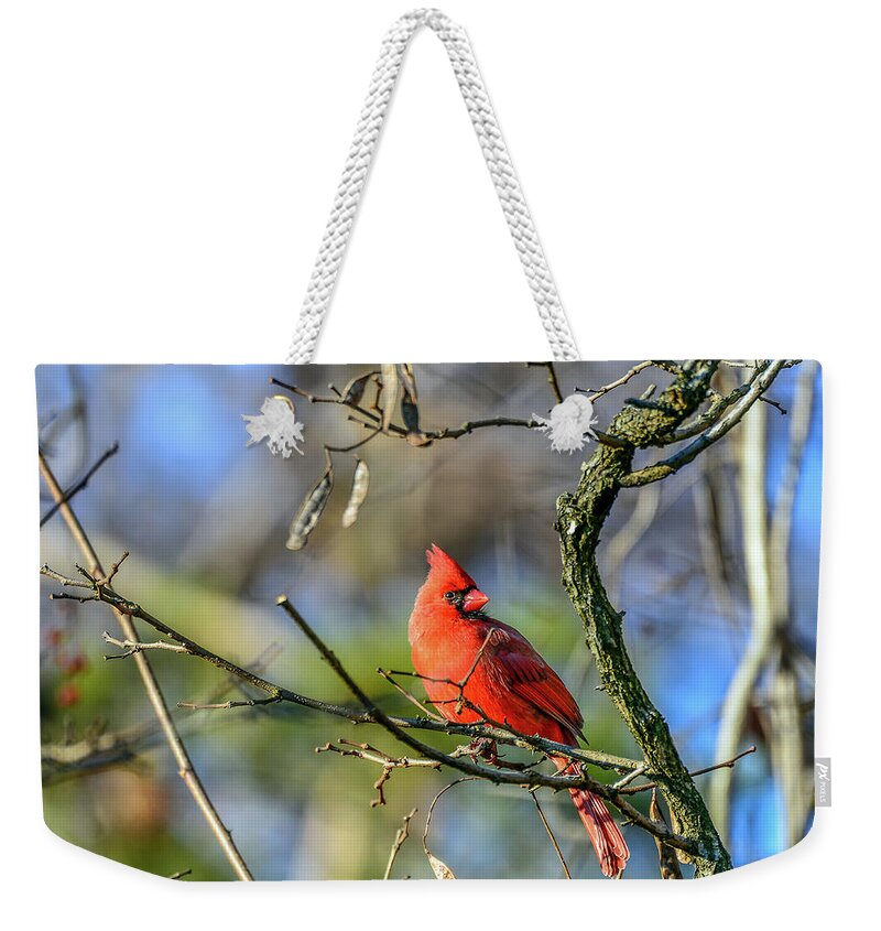 Animals Weekender Tote Bag featuring the photograph Winter Cardinal by Patrick Wolf