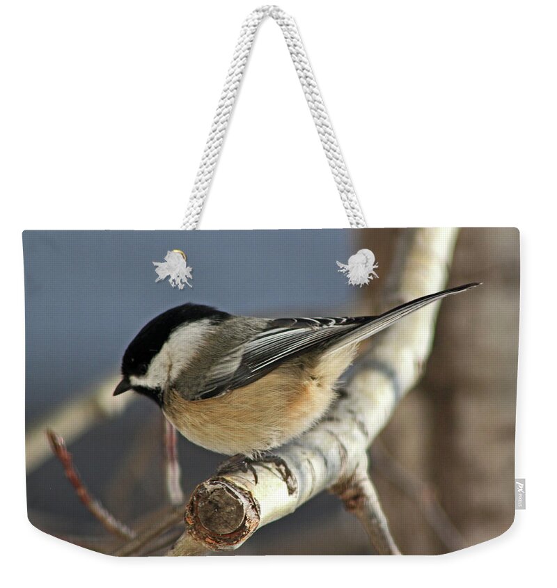 Birds Weekender Tote Bag featuring the photograph Chickadee in Winter by Ira Marcus
