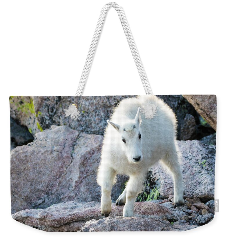 Mountain Goat Weekender Tote Bag featuring the photograph Winter Coats #2 by Mindy Musick King