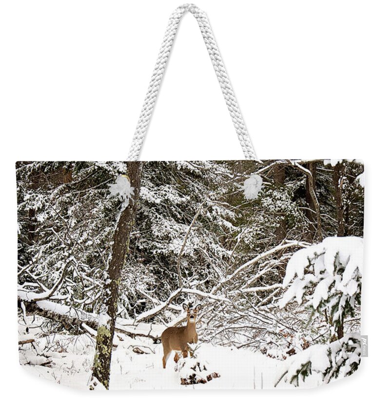 Winter Doe In The Upper Peninsula Of Michigan. Deer In The Snow Weekender Tote Bag featuring the photograph Winter Doe in the Upper Peninsula by Gwen Gibson