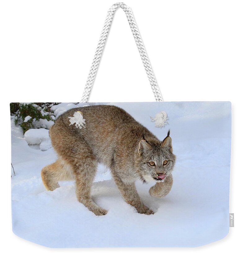 Lynx Weekender Tote Bag featuring the photograph Winter Forage by Steve McKinzie