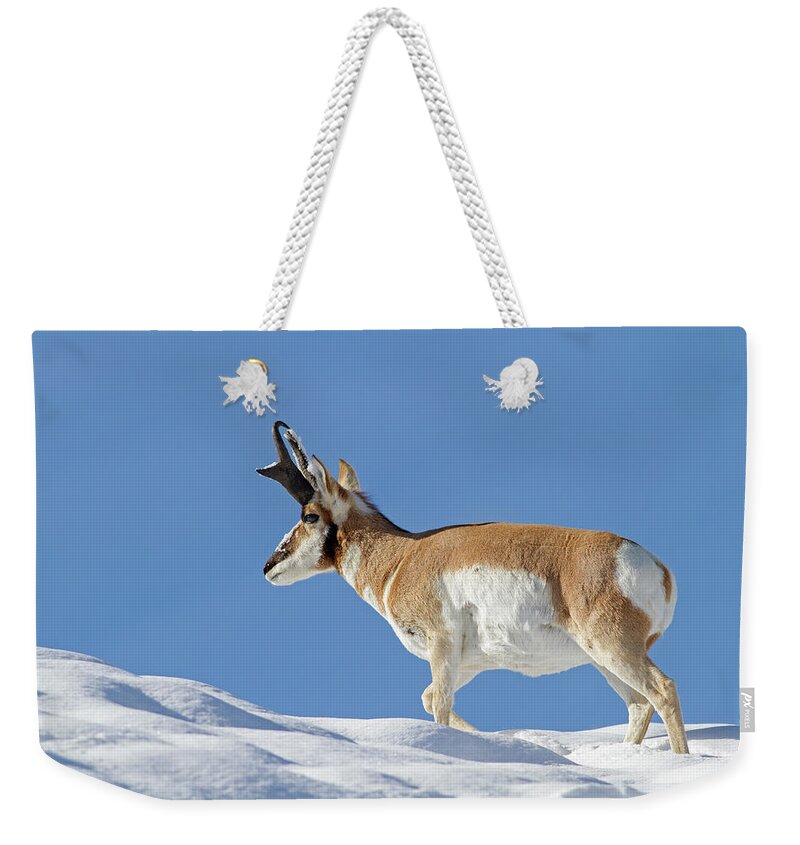 Pronghorn Weekender Tote Bag featuring the photograph Winter Pronghorn Buck by Mark Miller