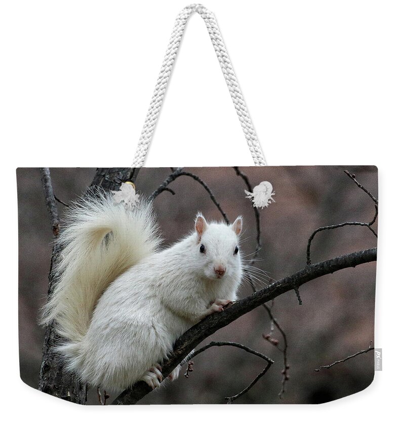 Wildlife Weekender Tote Bag featuring the photograph Winter Squirrel by William Selander