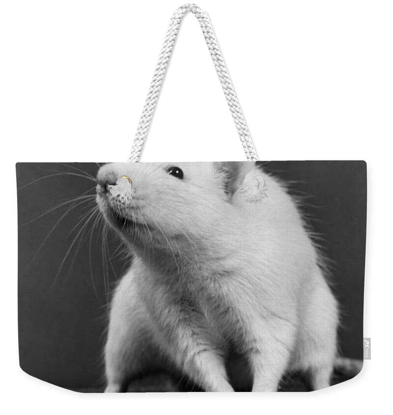 Medical Research Weekender Tote Bag featuring the photograph Wistar Rat by Science Source