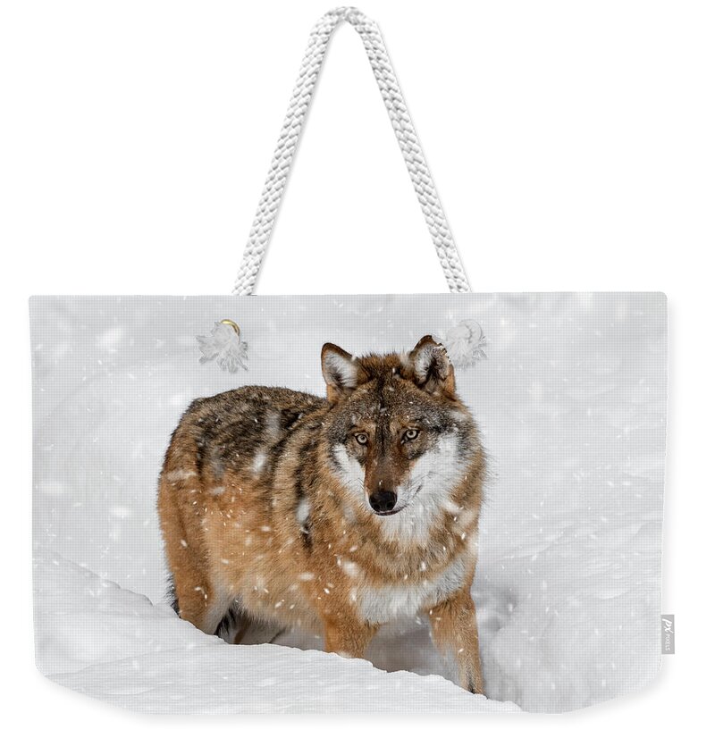 Gray Wolf Weekender Tote Bag featuring the photograph Wolf Hunting in Winter by Arterra Picture Library