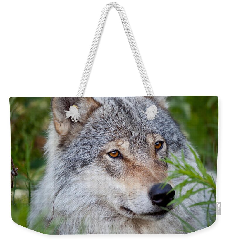 Wolf Weekender Tote Bag featuring the photograph Wolf in the grass by Yngve Alexandersson