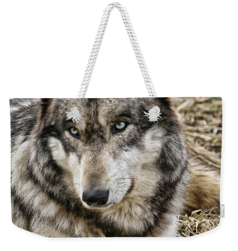 Wolf Wolves Gray Animal Wild Wildlife Canis Lupis Photograph Photography Digital Weekender Tote Bag featuring the photograph Wolf Portrait by Shari Jardina