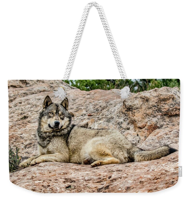 Canis Lupus Weekender Tote Bag featuring the photograph Wolf Reclines by Dawn Key