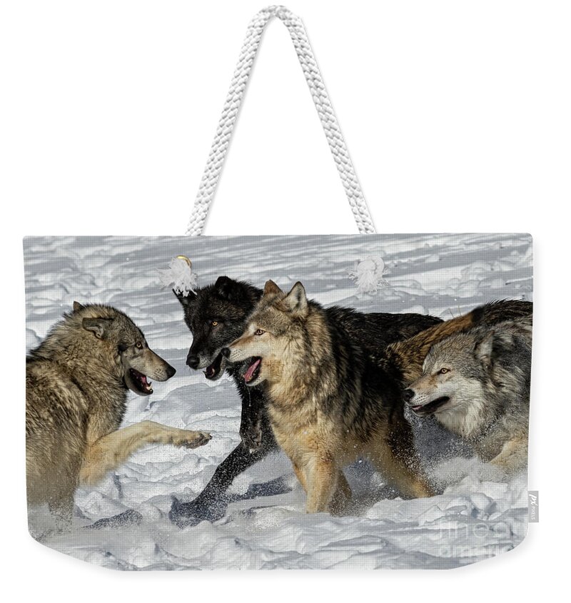 Wolves Weekender Tote Bag featuring the photograph Wolves Roughing It Up by Tibor Vari