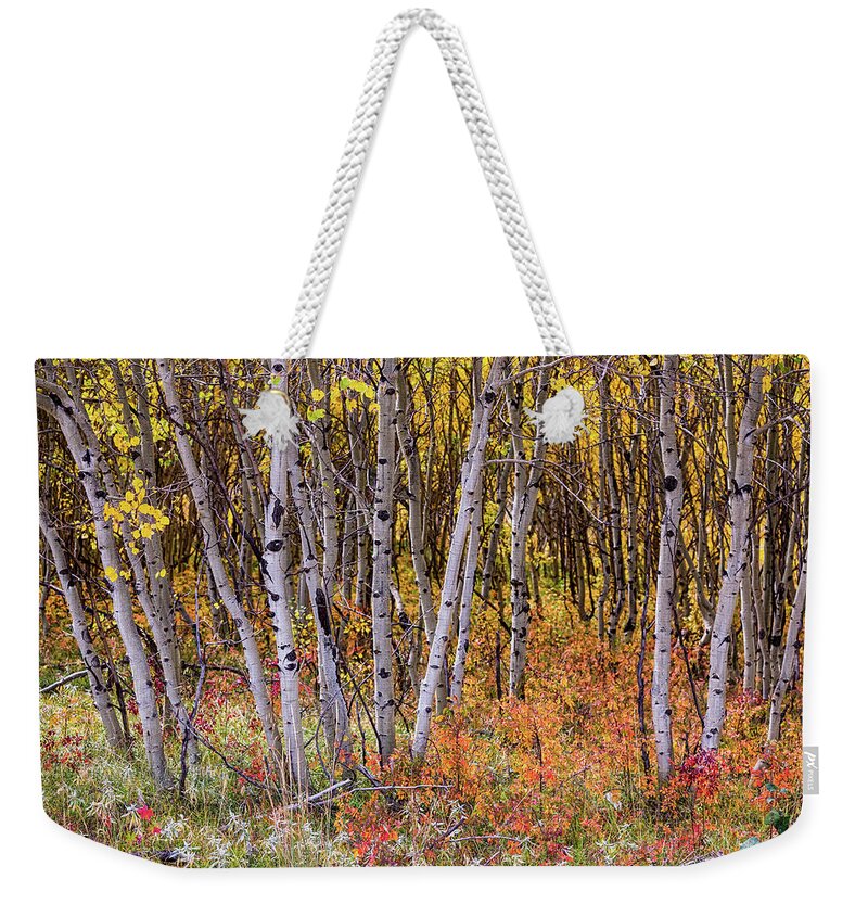 Colorado Weekender Tote Bag featuring the photograph Wonderful Woods Wonderland by James BO Insogna