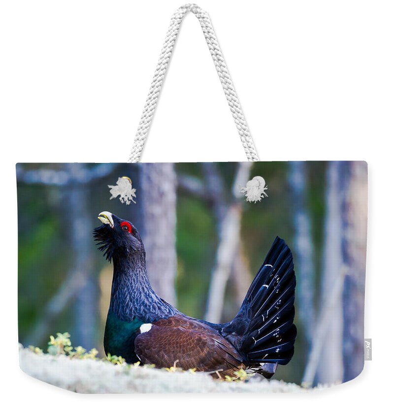 Wood Grouse Ws Weekender Tote Bag featuring the photograph Wood grouse WS by Torbjorn Swenelius
