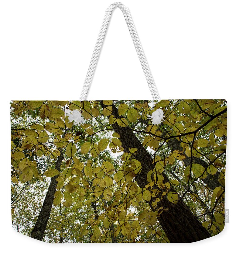 Andrew Pacheco Weekender Tote Bag featuring the photograph Woodland Canopy by Andrew Pacheco