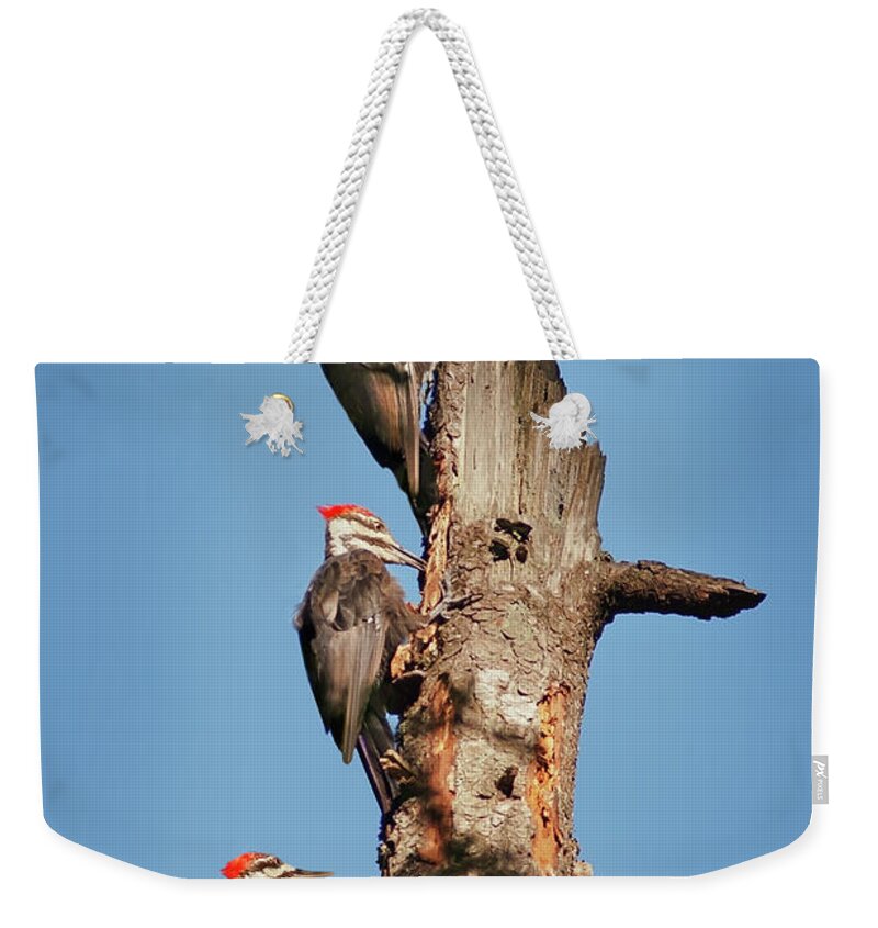 Bird Weekender Tote Bag featuring the photograph Woodpecker Trio by John Christopher