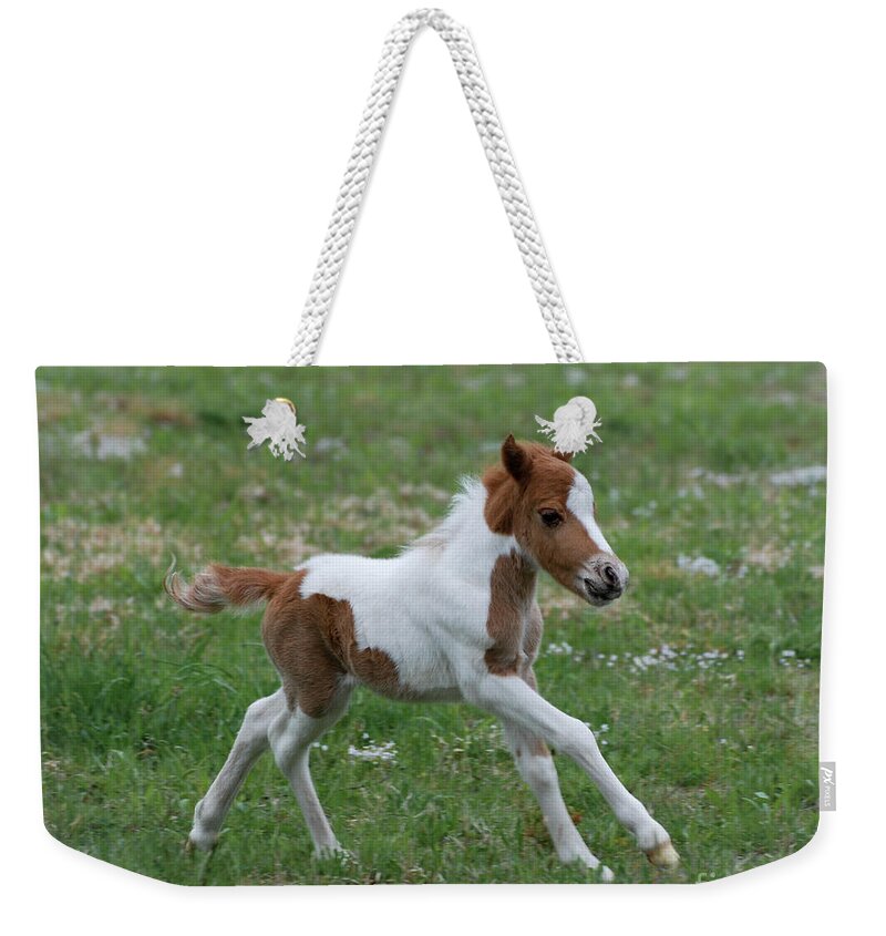 Miniature Horse Weekender Tote Bag featuring the photograph Wyatt by Amy Porter
