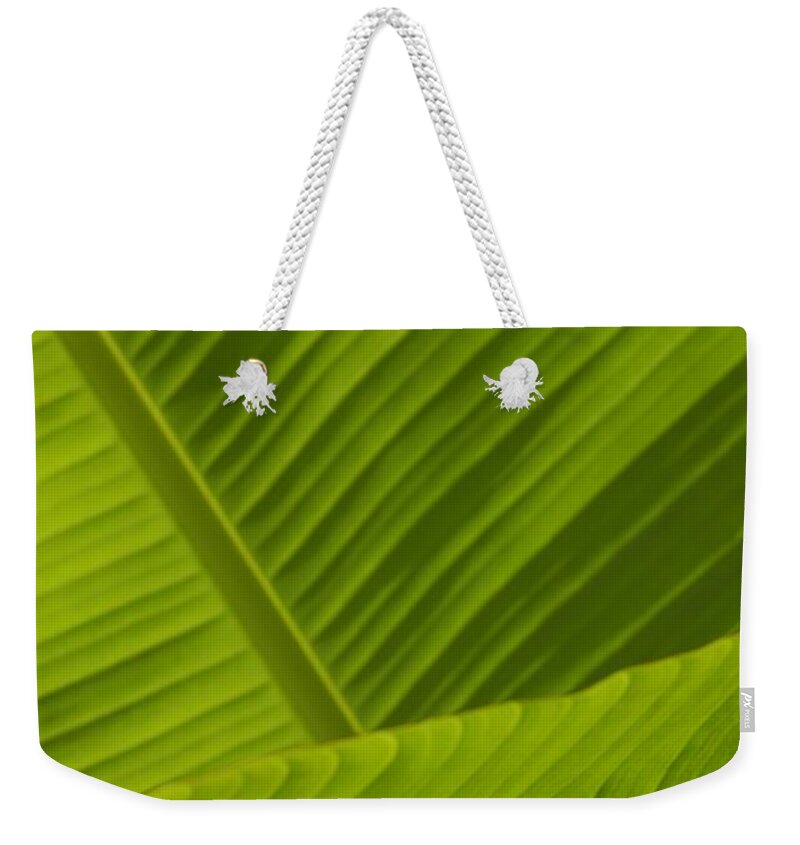 Fan Weekender Tote Bag featuring the photograph Fan Of Green 4 by Wendy Wilton