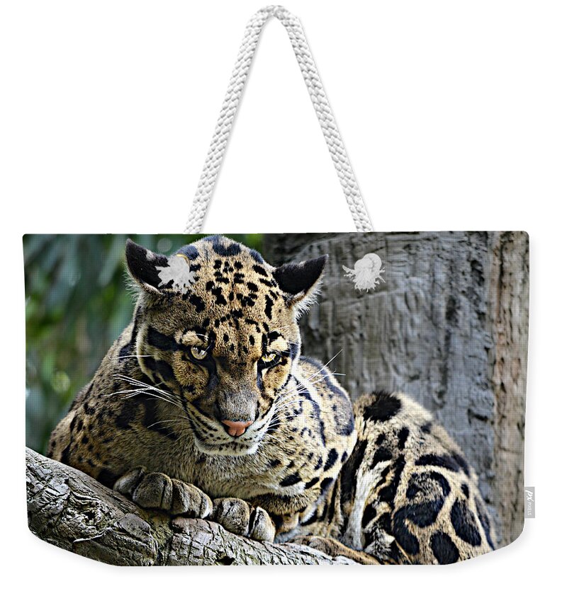 Clouded Leopard Weekender Tote Bag featuring the photograph Y u No Haz Cheezbrgr by Ally White