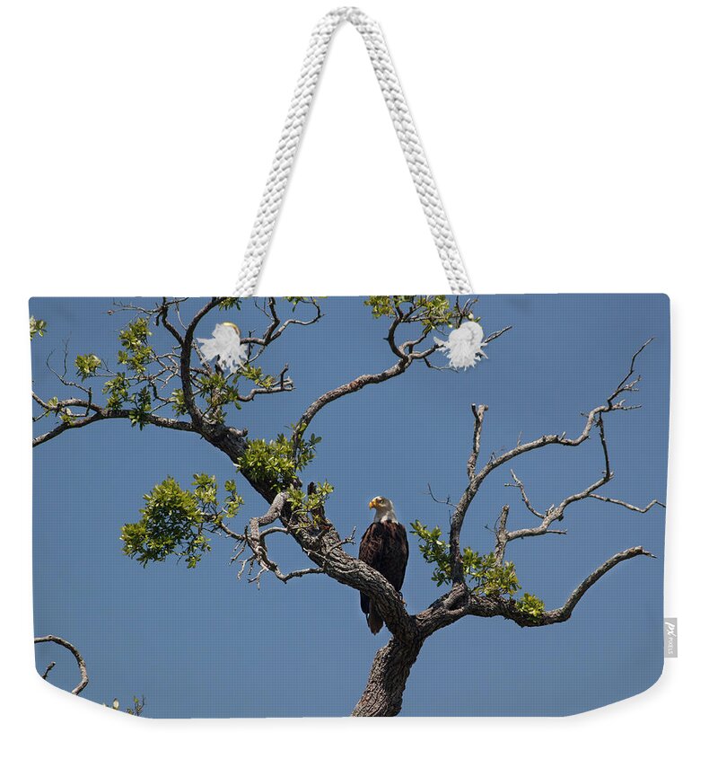 Photograph Weekender Tote Bag featuring the photograph Yawkey Wildlife Reguge - American Bald Eagle by Suzanne Gaff