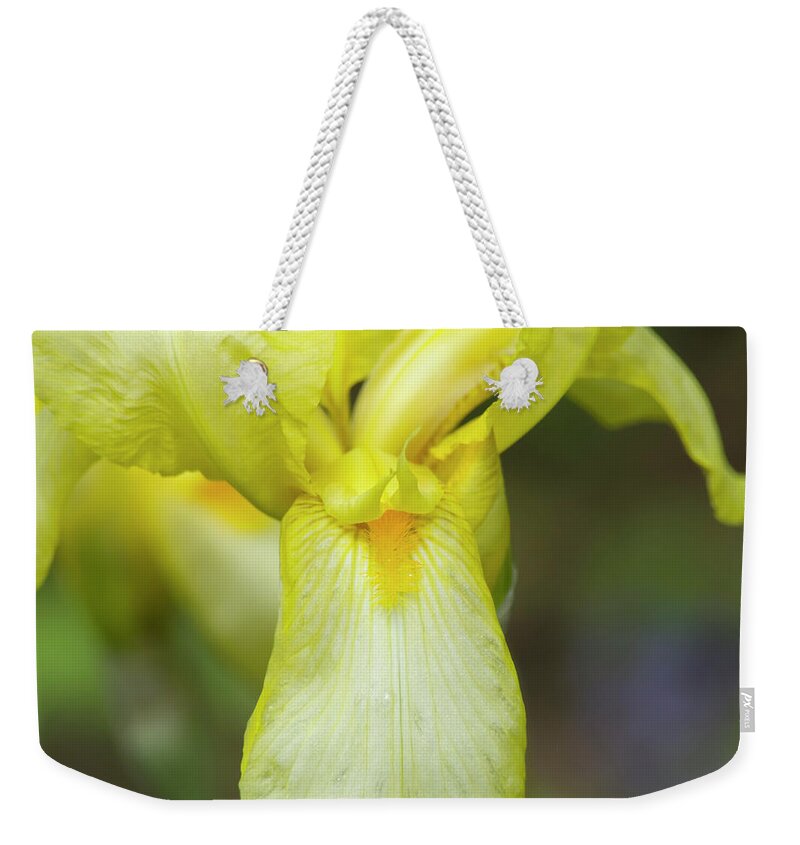 Scorpiris Weekender Tote Bag featuring the photograph Yellow bearded Iris 2 by Bob Corson