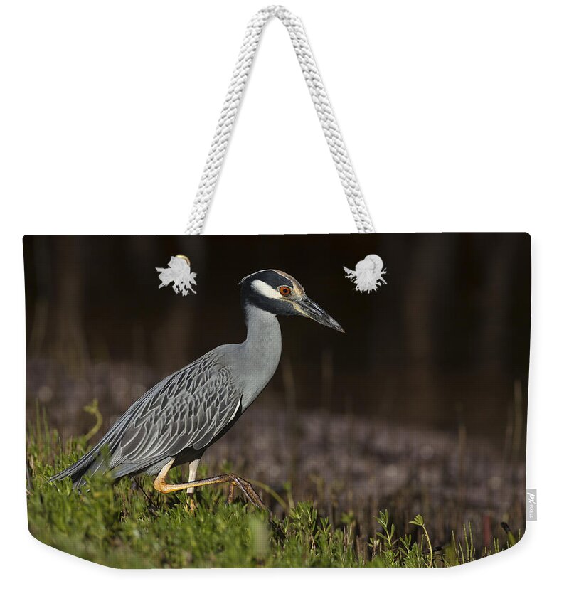 Yellow-crowned Weekender Tote Bag featuring the photograph Yellow-crowned Night Heron by David Watkins