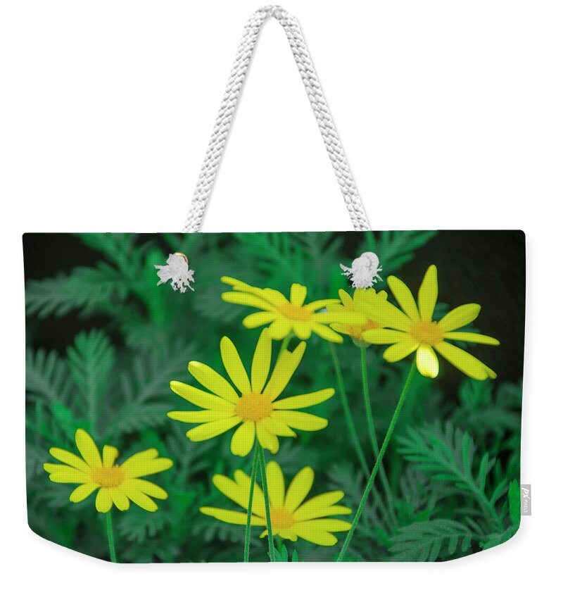Yellow Weekender Tote Bag featuring the photograph Yellow Daisys by Bill Cannon